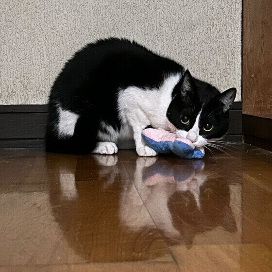 おもちゃをくわえるいつちゃん