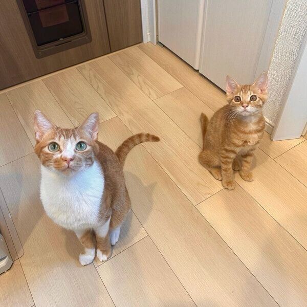 見つめるてとくん、うりくん