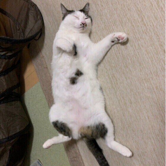 MIX（黒×白） しろまるくん