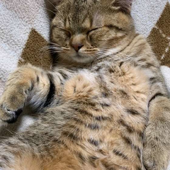 ぐっすり眠るマンチカン