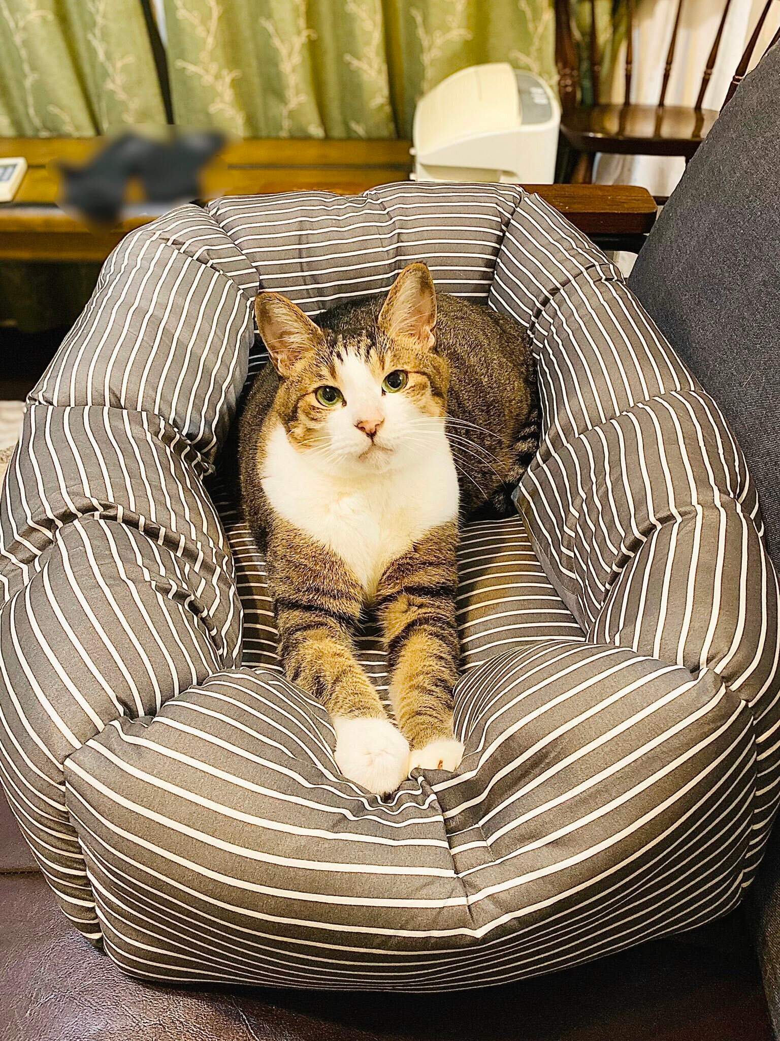 ソファの上でくつろぐ猫