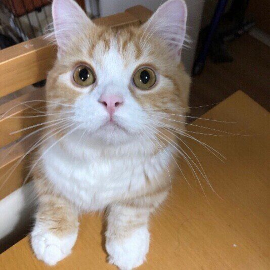 ご飯を待つ樹介（きすけ) ）くん