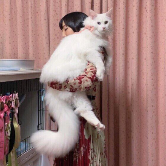 メインクーンの特徴と飼い方 可愛い画像いっぱい ねこのきもち 猫図鑑 ねこのきもちweb Magazine