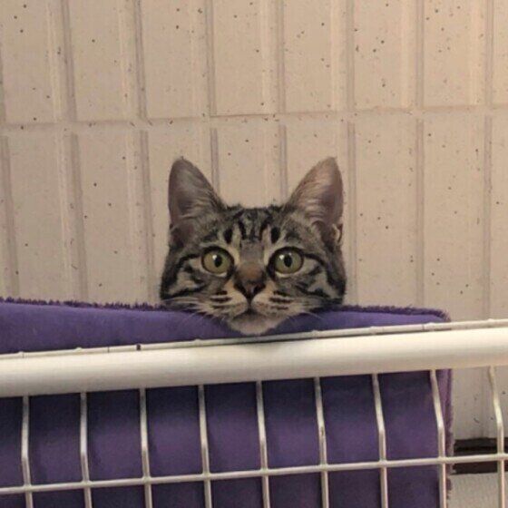 キジトラの粒こしょうちゃん