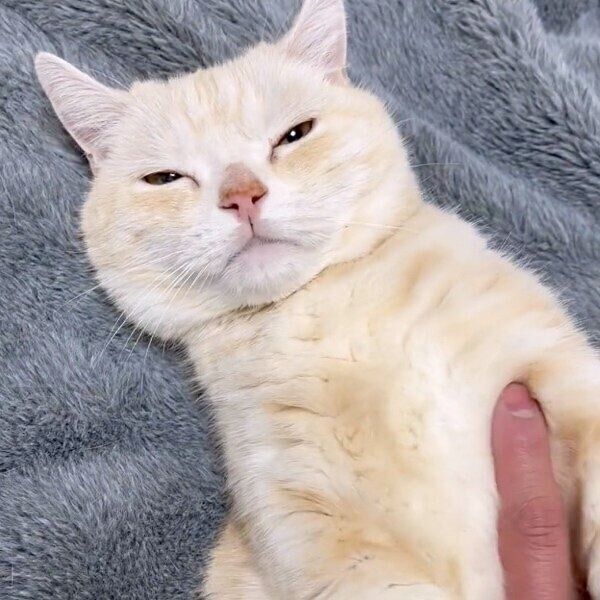 お腹をモミモミされて、ご満悦の表情のさくらちゃん