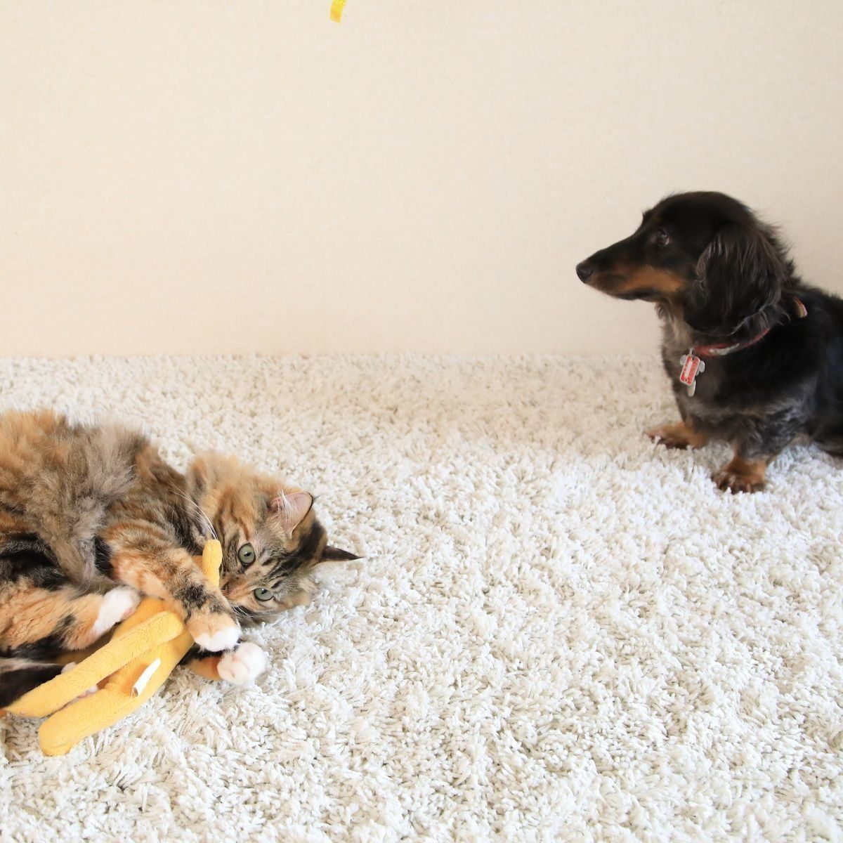 画像／2018年1月号「猫と犬とことんくらべてみました」