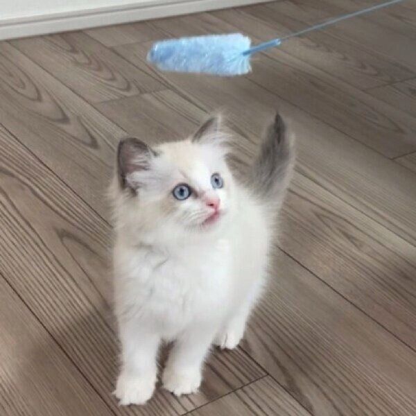 子猫様確認用 Gato様確認用 ZX C-PL N | ケンコー・トキナー