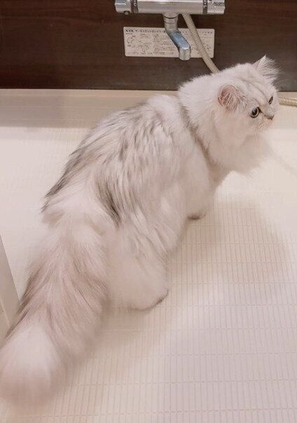 お風呂場にいるペルシャ