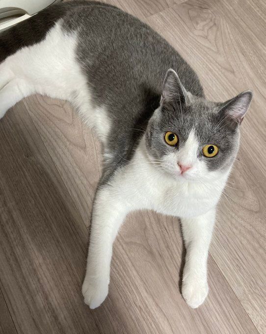 飼い主を見上げるブリティッシュショートヘア