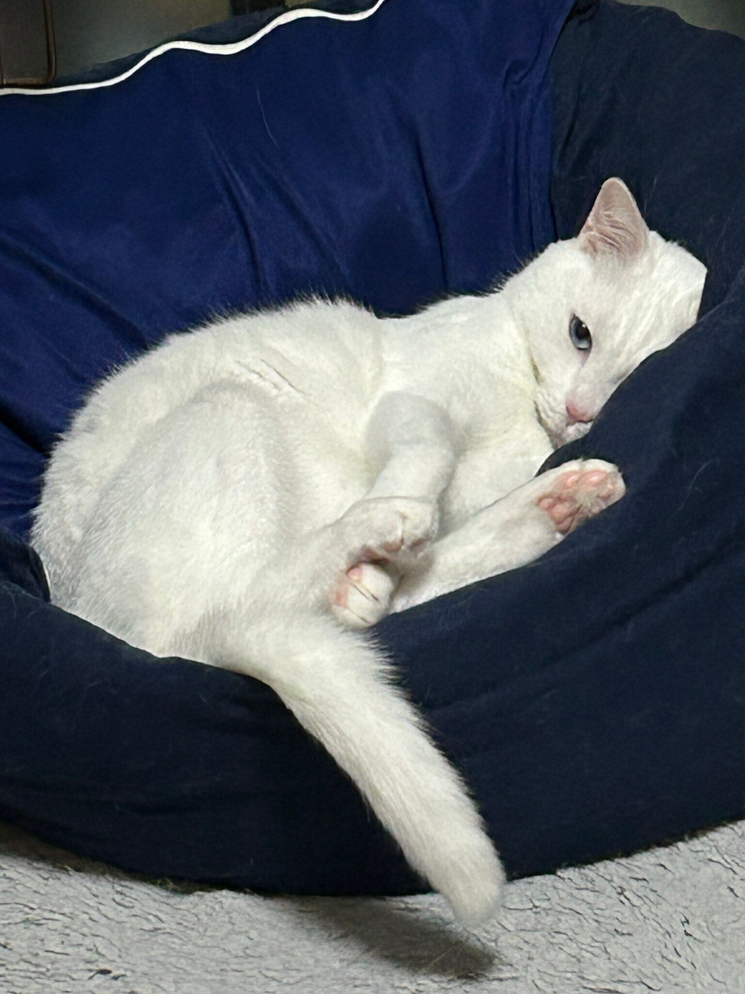 「早くお仕事終わらせて……！」の圧をかけるあさひくん