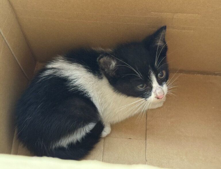 ダンボールに入っている生後2カ月の猫