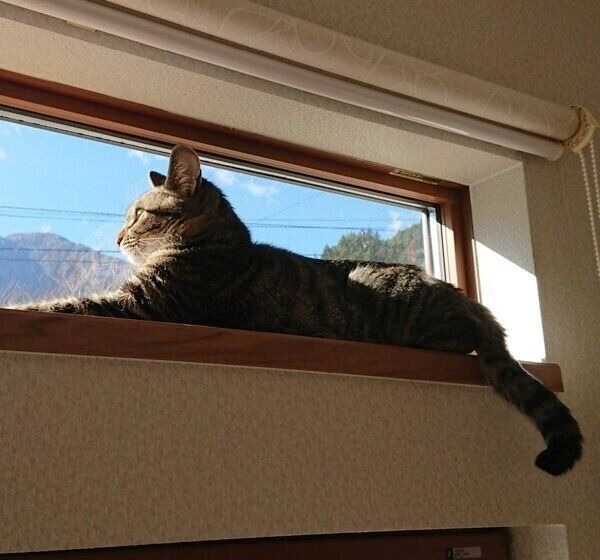 ベランダでまったりするムギちゃん