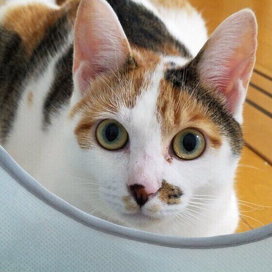 まるっこい尻尾が特徴 日本最古の猫種 ジャパニーズボブテイル とは ねこのきもちweb Magazine