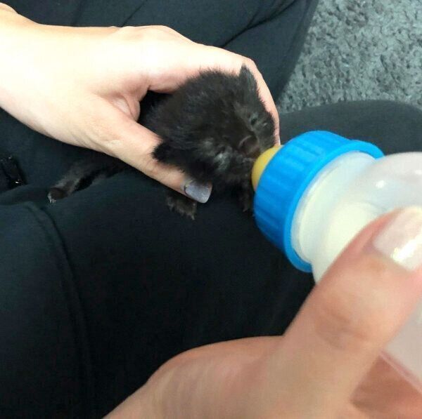 ミルクを飲むもちちゃん