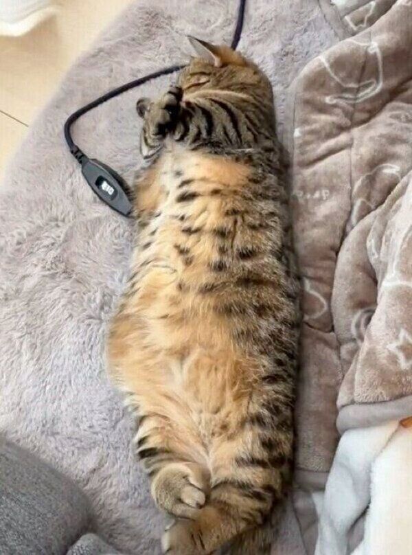 ギュッと体に力を入れるもなちゃん