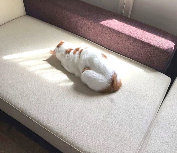 ごめん寝するタルトくん