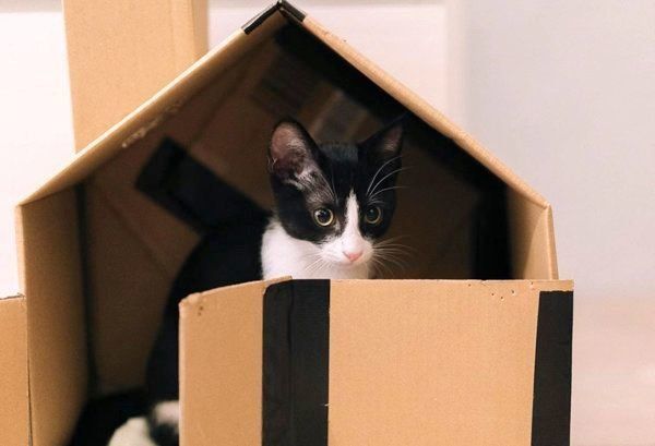 元保護猫・ハチくん