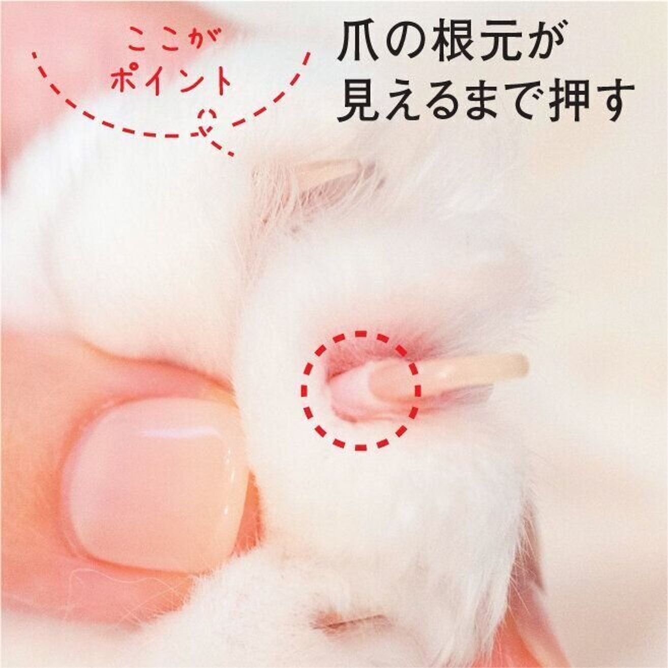 道具選び から 抱き方 まで基本を解説 猫の 爪切り をマスターしよう ねこのきもちweb Magazine 道具選び から 抱き方 まで基本を解説 猫の 爪切り をマスターしよう ねこのきもちweb Magazine