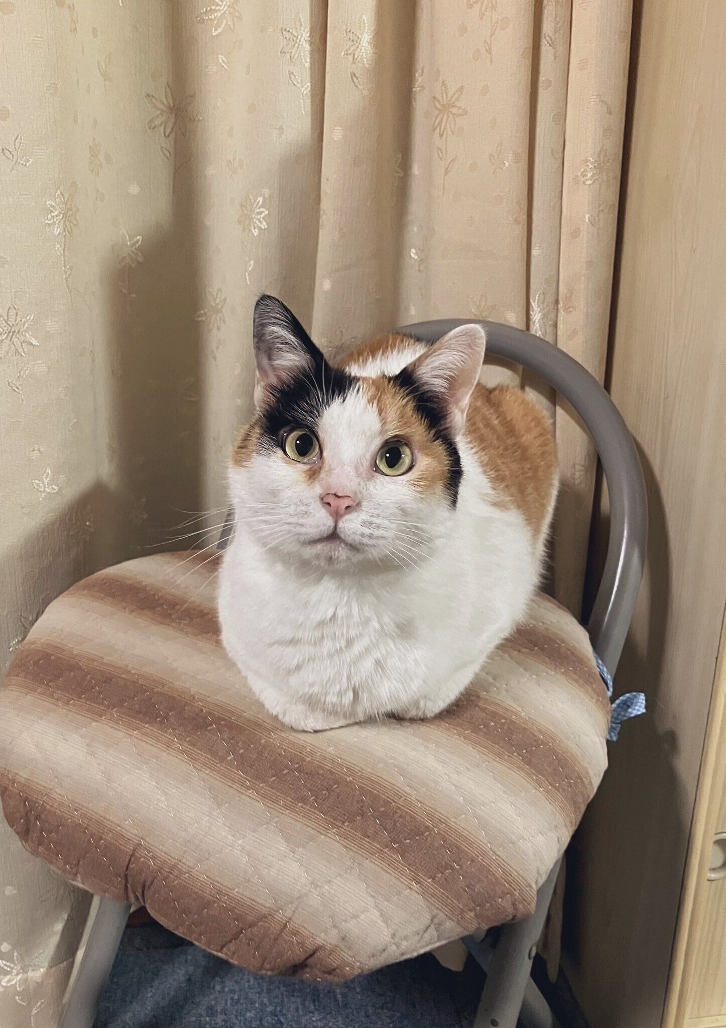 香箱座りをしている猫