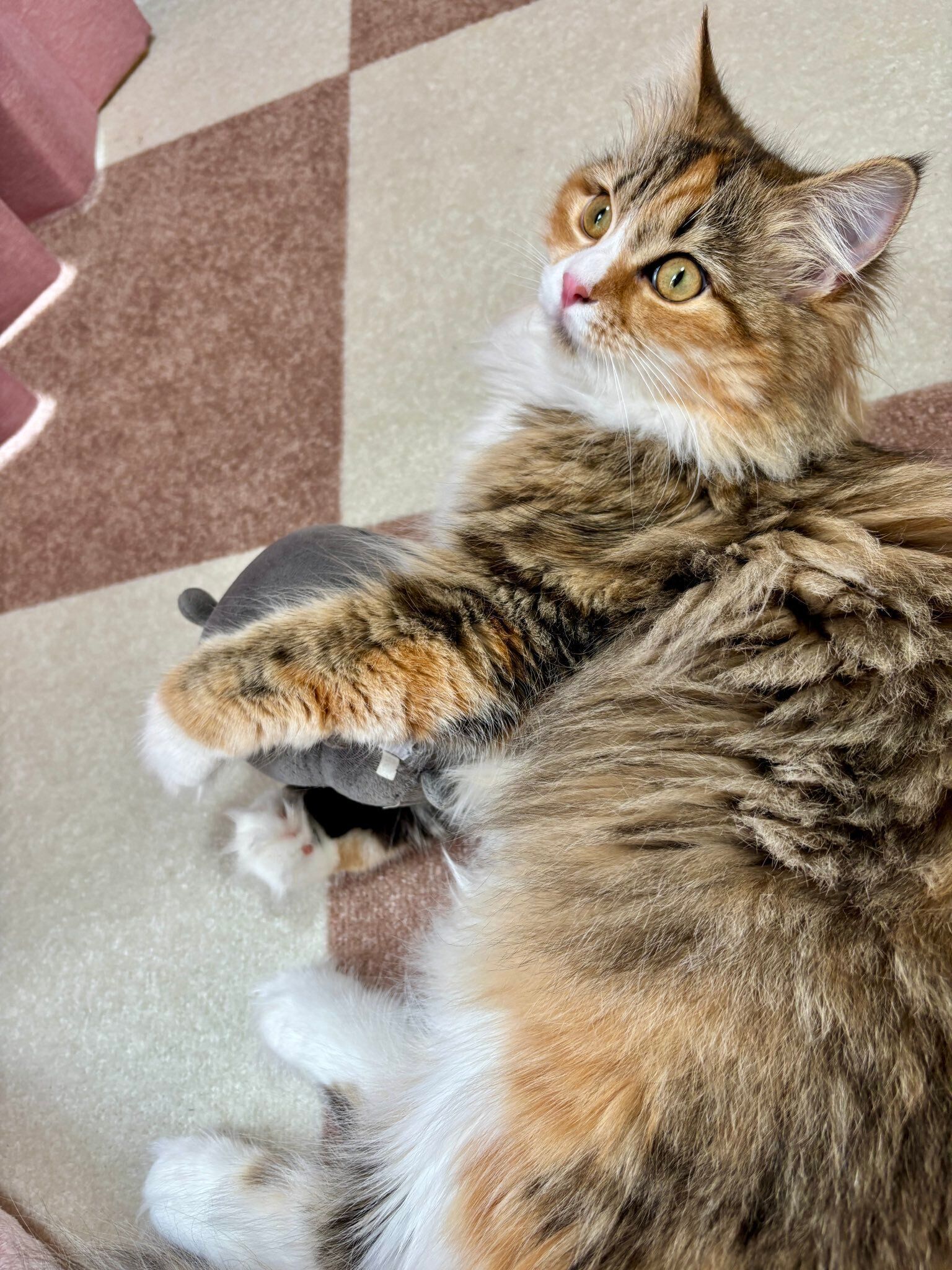 生後9カ月のサイべリアン