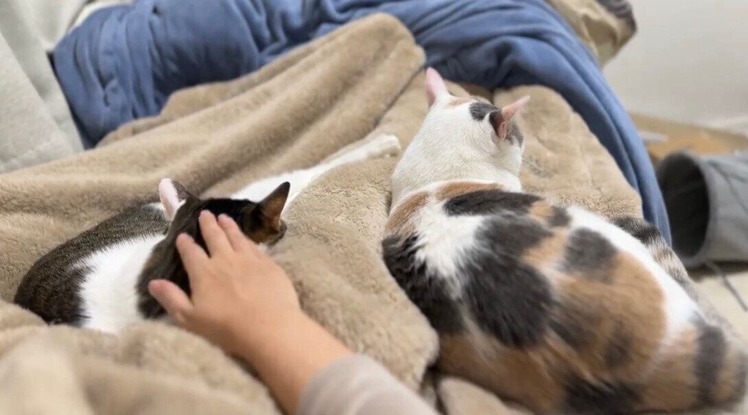 兄猫・くろみつくん、妹猫・しらたまちゃん