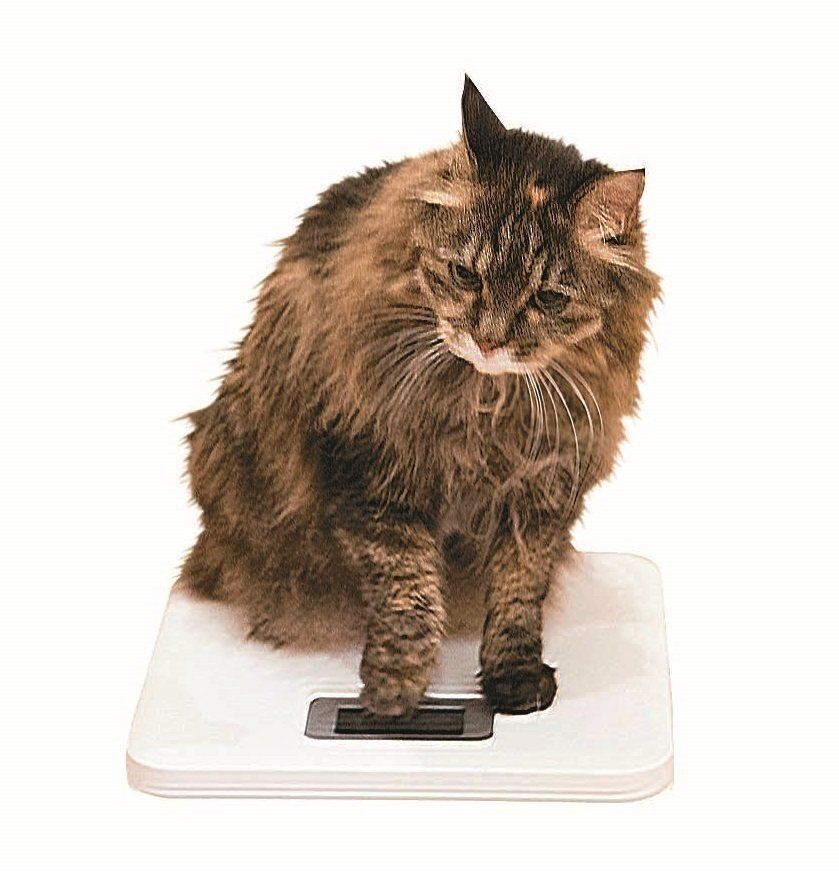 撮影／中川文作