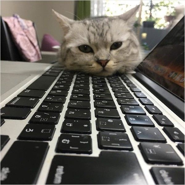 おもちニャンズ