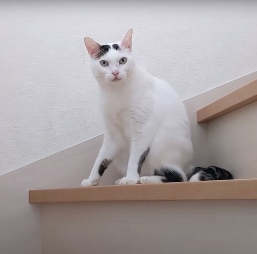 ルンバを警戒する猫のチロくん