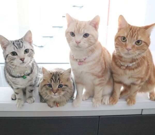 仲良しなアメリカンショートヘアとミヌエット