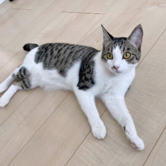 Mix（サバトラ）のきなこちゃん♪