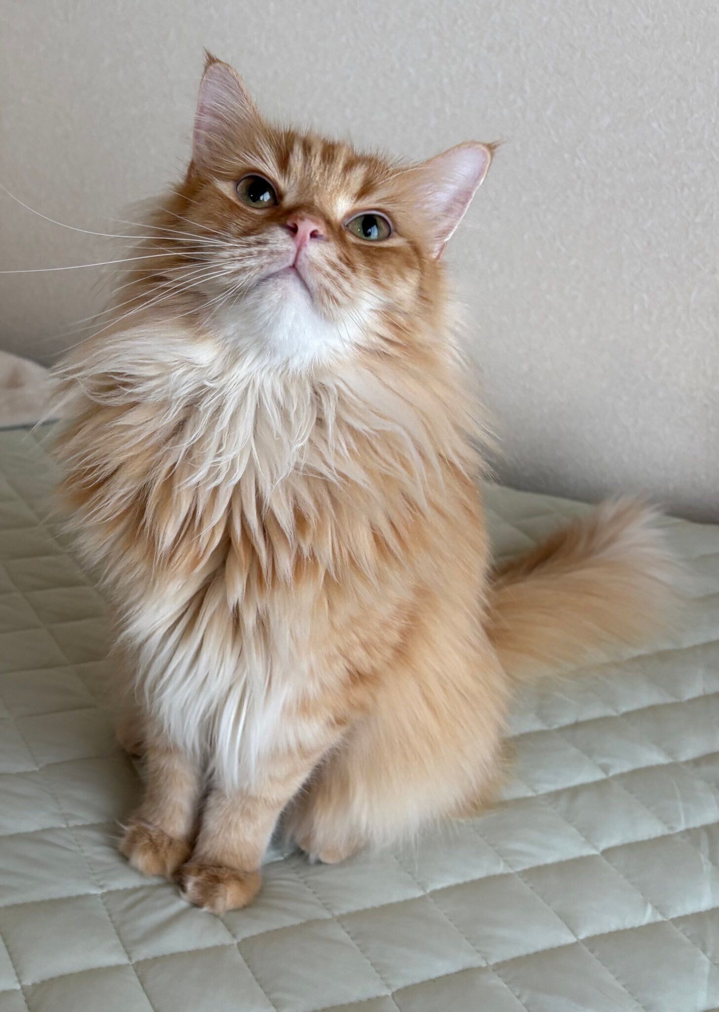 ベッドに座るミヌエット