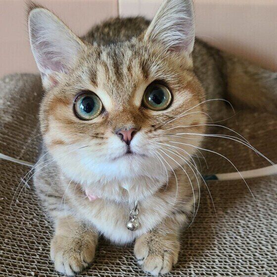 上目遣いをする猫