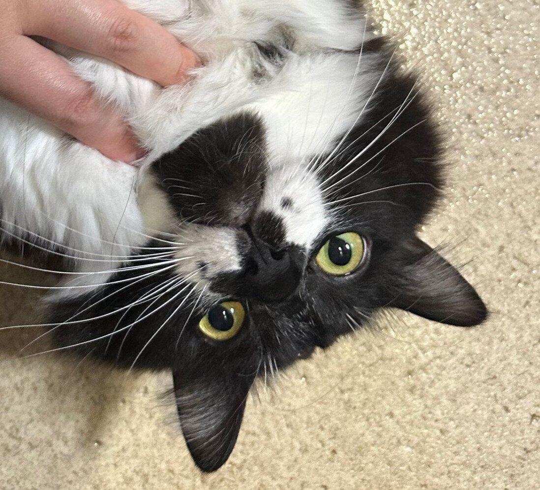 なでてもらう墨くん