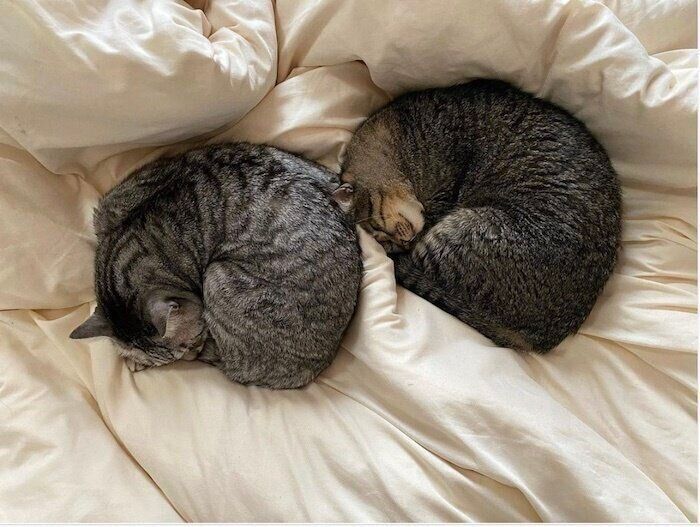 丸まって眠るキジトラりくくんとサバトラれおくん