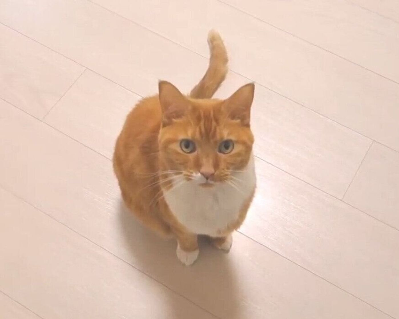 可愛すぎる鳴き声で話しかけてくる猫 ヨシヨシしてあげると とっても満足そう ねこのきもちweb Magazine 可愛すぎる鳴き声で話しかけてくる猫 ヨシヨシしてあげると とっても満足そう ねこのきもちweb Magazine