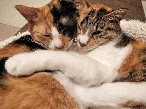 くっつくきなこちゃん、あんこちゃん