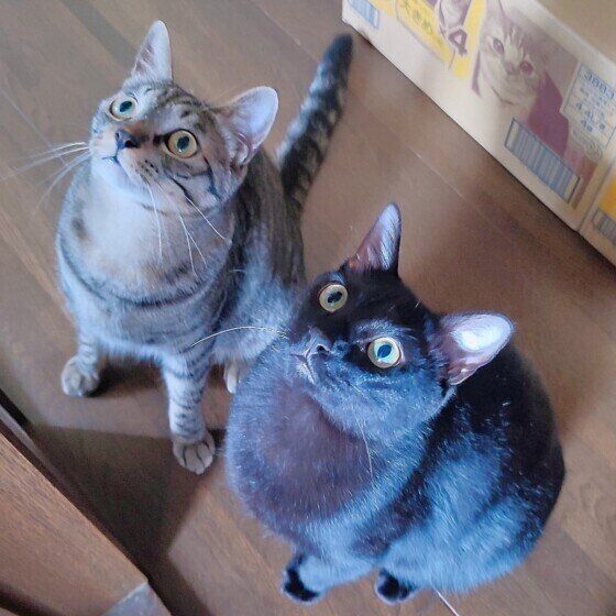 キジトラの北斗くん