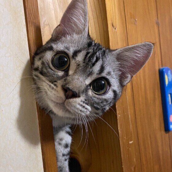 見つめるアメリカンカール・ショートヘア