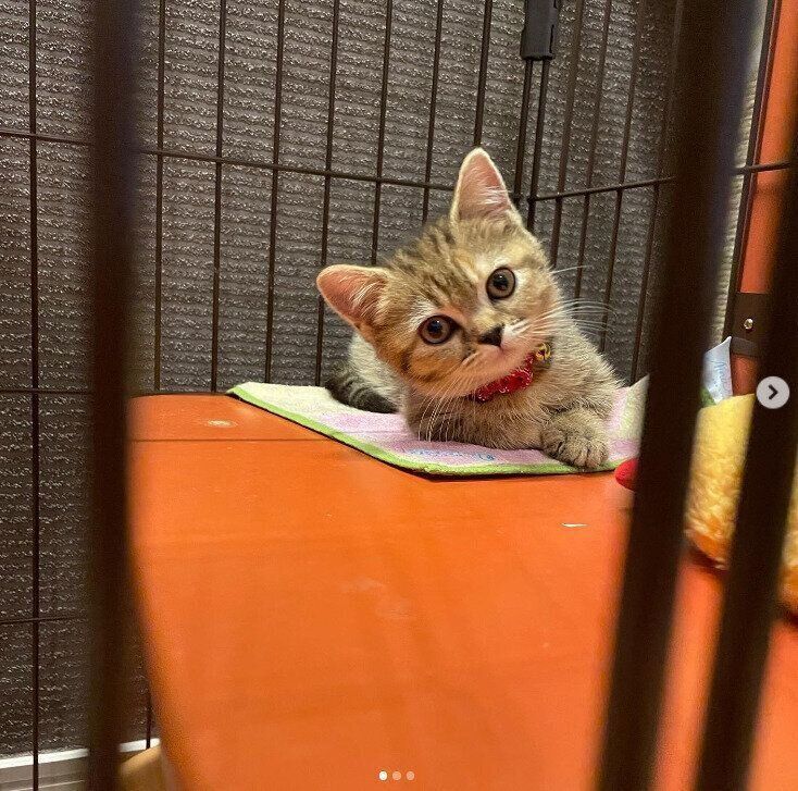 こちらを見つめるあられちゃん