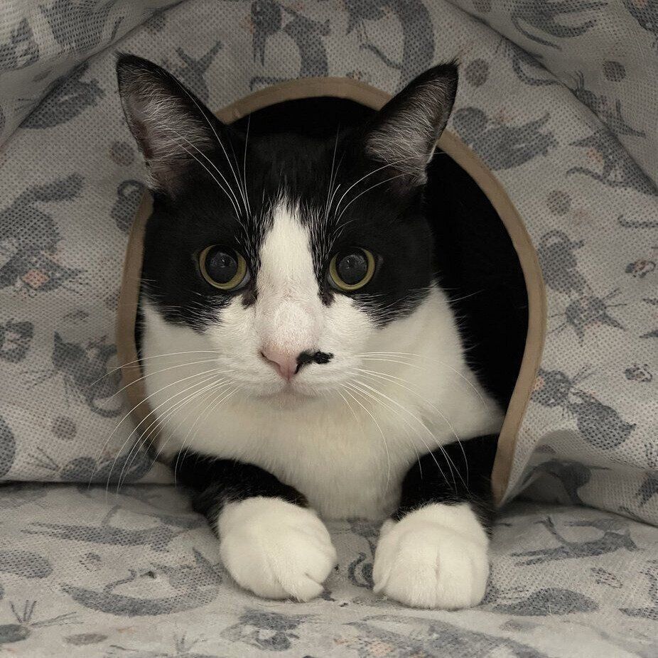 トンネルとふうたくん