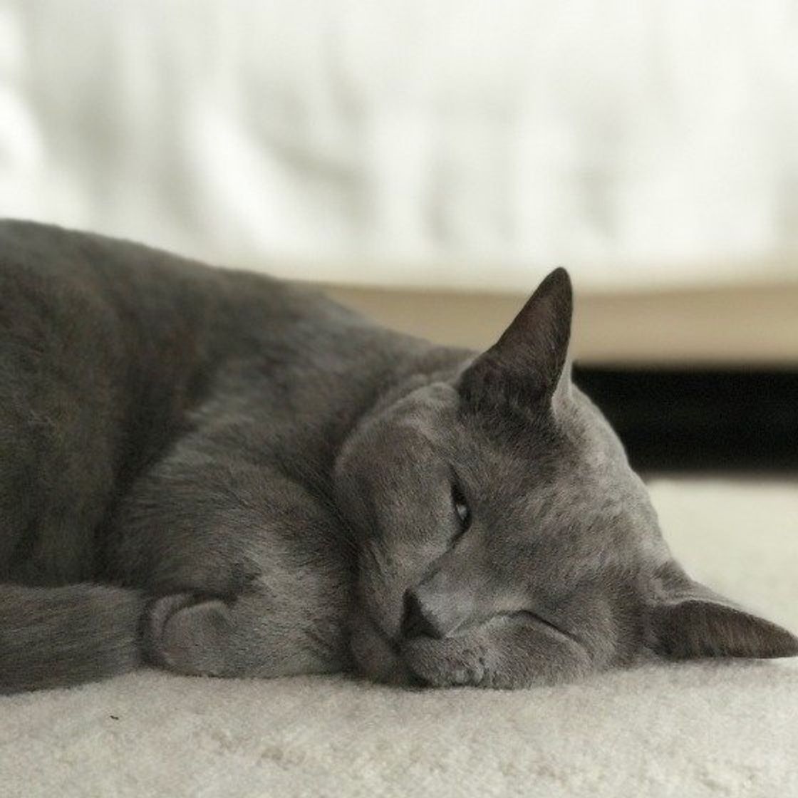 獣医師が解説 猫が臭いおならをするのはなぜ 原因と対処法とは ねこのきもちweb Magazine 獣医師が解説 猫が臭いおならをするのはなぜ 原因と対処法とは ねこのきもちweb Magazine