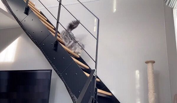 「呼び込み君」でまんまと呼び込まれる猫たち