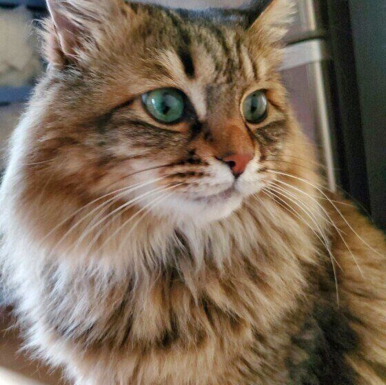 キジトラ猫のココナッツちゃん