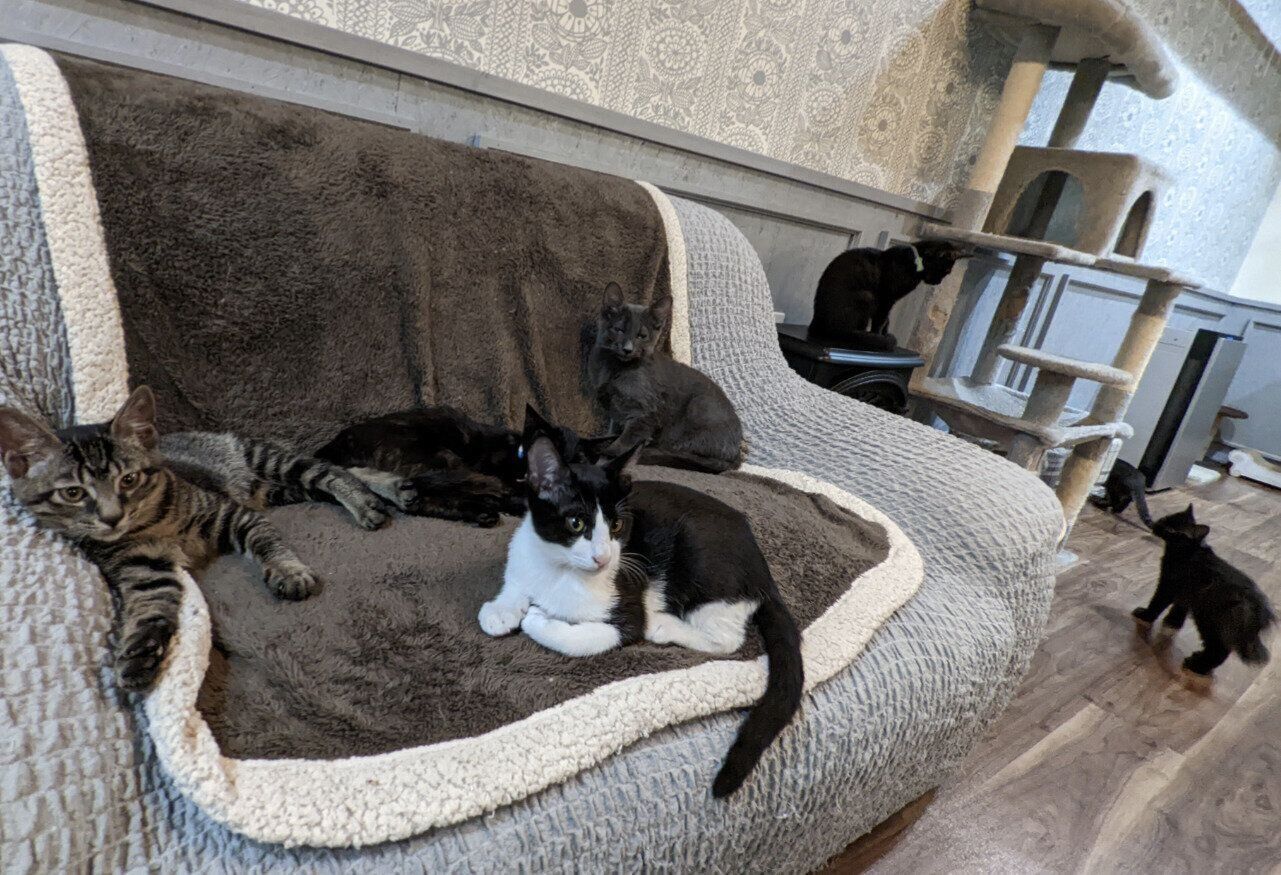 気ままにくつろぐ猫たちに癒やされる