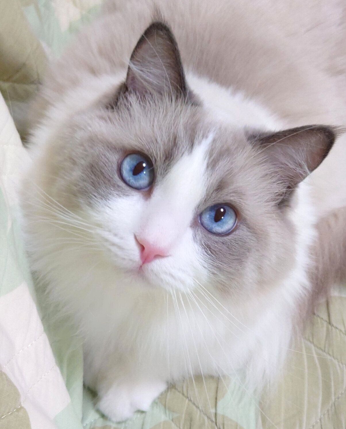 2才のころに撮影したミントくん