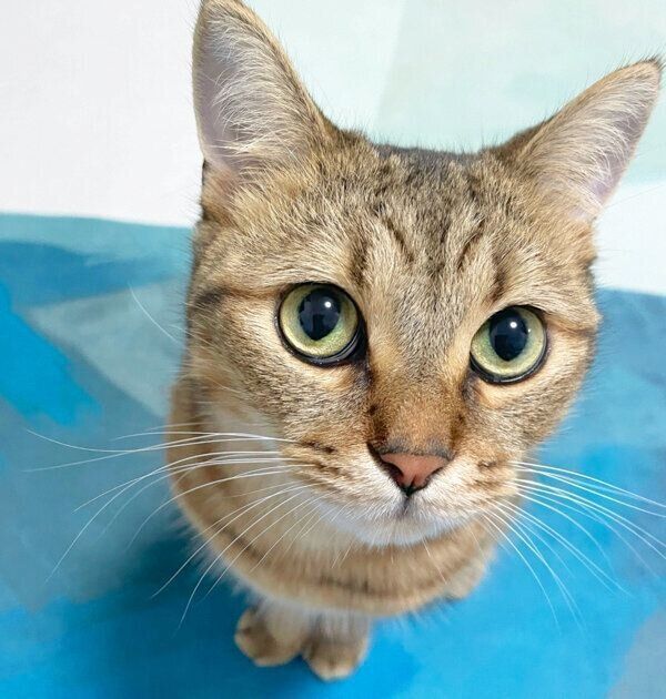 見つめるみにらくん