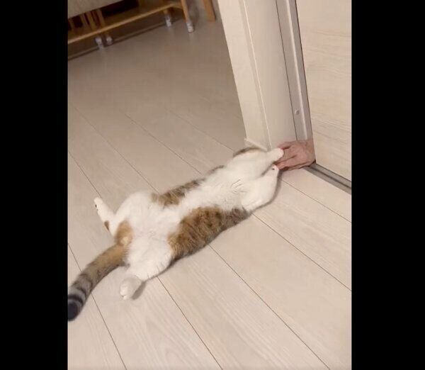 寝る前におばあちゃんと遊ぶチャぺくん