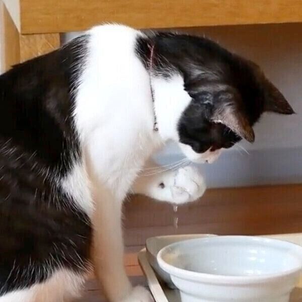 刑事ドラマのワンシーンのように水を飲むグランくん
