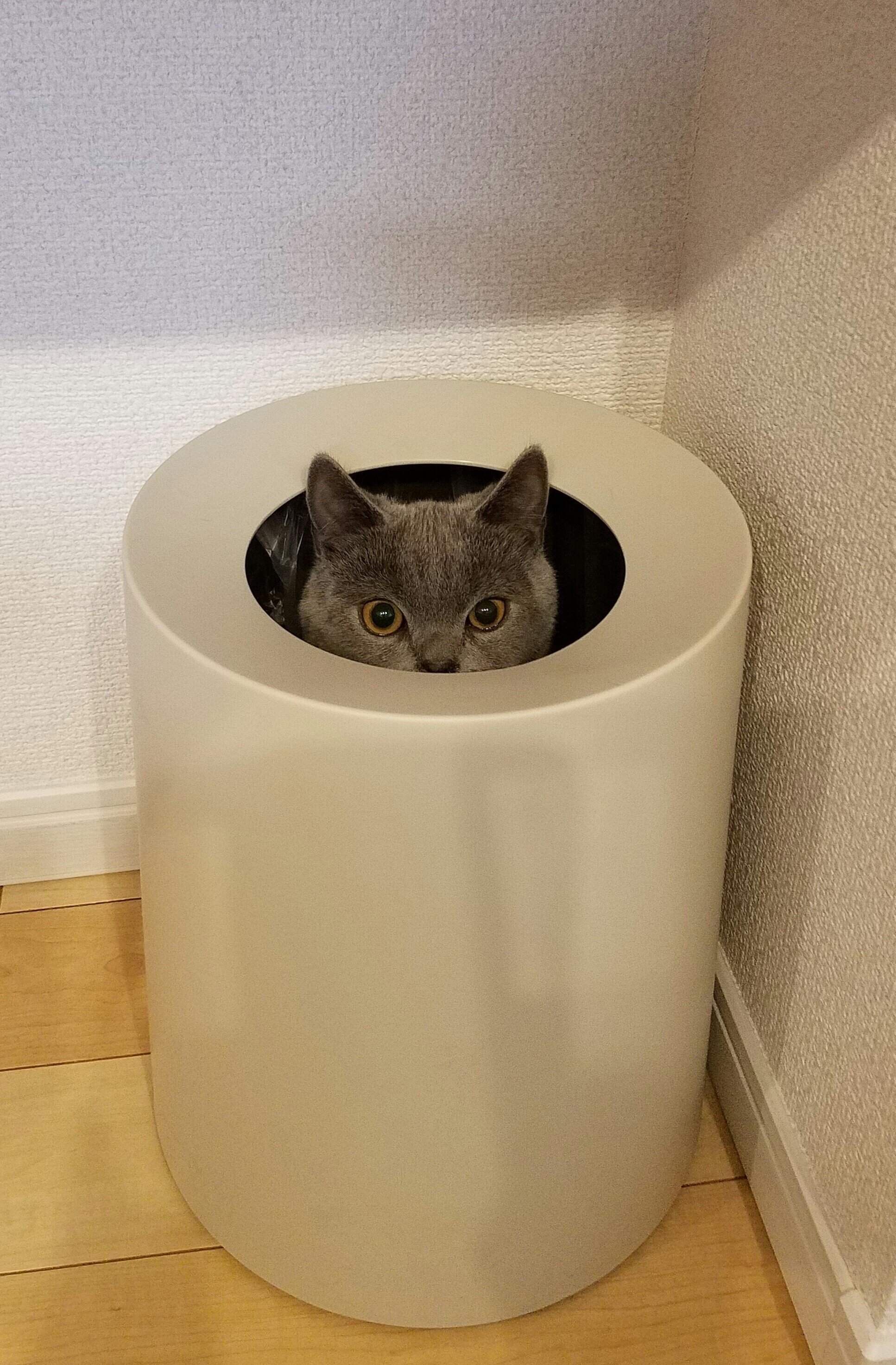 シャルトリュー