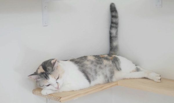 しっぽがくねくね動く三毛猫